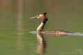 Potápka roháč (Podiceps-cristatu