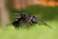 Krkavec velký (Corvus corax)