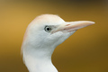 Volavka rusohlavá (Bubulcus ibis