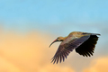 ibis