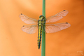 Vážka ploská (libellula depressa