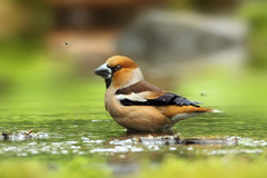 Coccothraustes coccothraustes