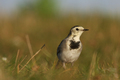 Motacilla alba