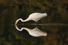Volavka bílá (Ardea alba)