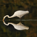 Volavka bílá (Ardea alba)