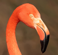 Plameňák růžový (Phoenicopterus