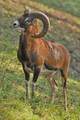 Muflon (Ovis musimon)