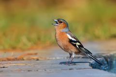 Pěnkava obecná (Fringilla coeleb