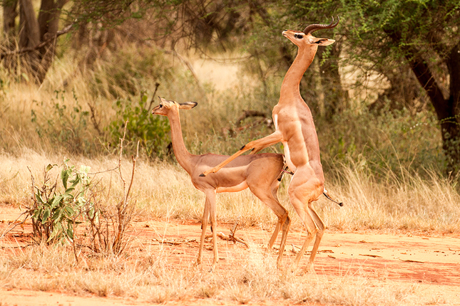 antilopa žirafí