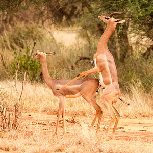 antilopa žirafí