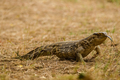 varan