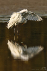 Volavka bílá (Ardea alba)