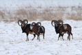 Muflon (Ovis musimon)