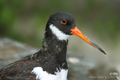 Ústřičník velký (Haematopus ostr