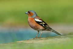 Pěnkava obecná (Fringilla coeleb