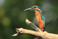 Kingfisher