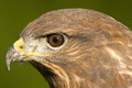 Káně lesní (Buteo buteo)