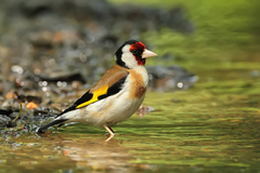 Stehlík obecný (Carduelis cardue