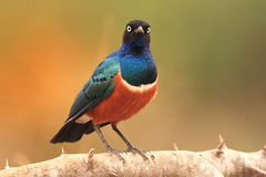 Leskoptev nádherná