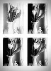 život tulipánu