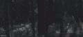 silence in the forest