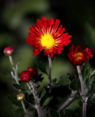 Posledné pokusy leta...