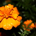 Night Orange Flower