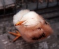 Kuriatko
