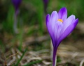 safran