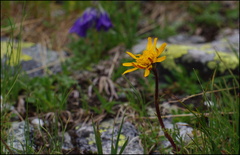 vysokohorská flora