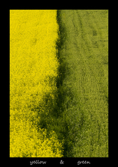 yellow & green