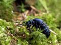 Májka fialová (Meloe violaceus)