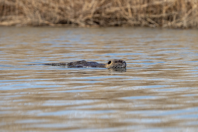 Nutria