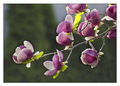 magnolia