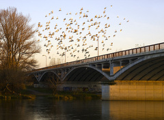 Sereď -  Šintavský most
