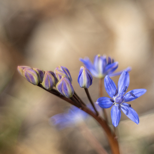 Scilla dvojlista