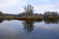 Rameno - Dolná Streda