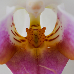 Orchidea