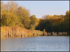 Rameno, Dolná Streda