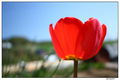 Tulipan