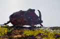 Nosorožtek : Xylotrupes pubescen