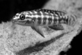 julidochromis