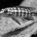 julidochromis