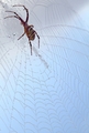 spider