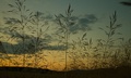 zapad