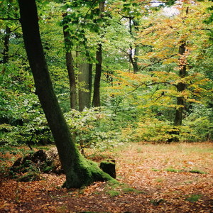v lese II