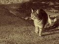 Kocurik