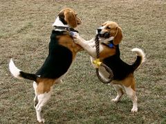Playful beagles