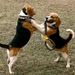 Playful beagles