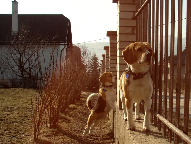 Strážcovia